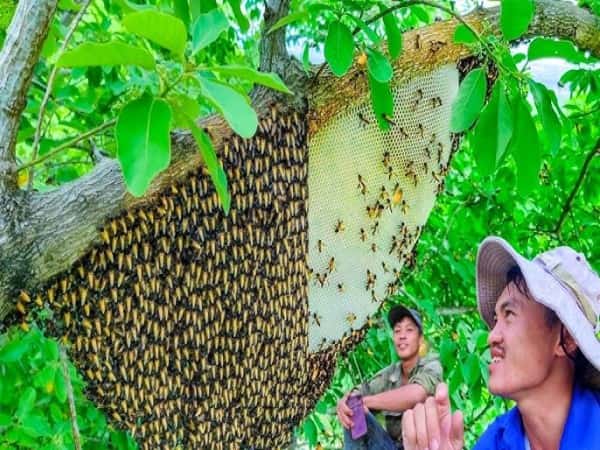 Lý giải giấc mơ thấy đàn ong lành hay dữ, ý nghĩa gì?