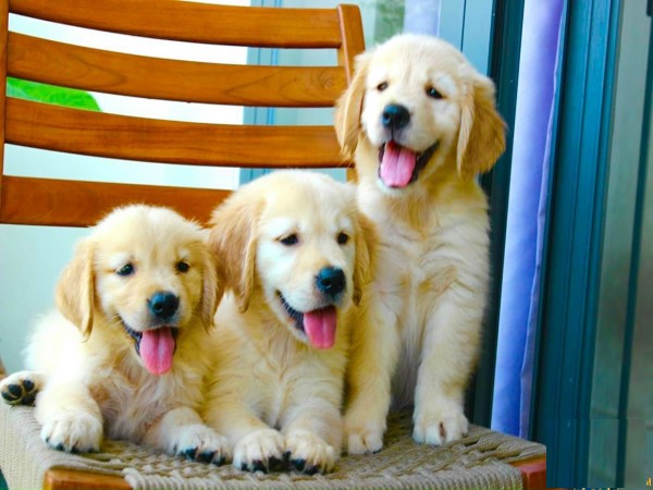 Nằm mơ thấy chó con mới đẻ