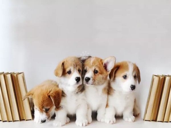 Giấc mơ thấy chó con mới đẻ, màu đen trắng điềm báo gì